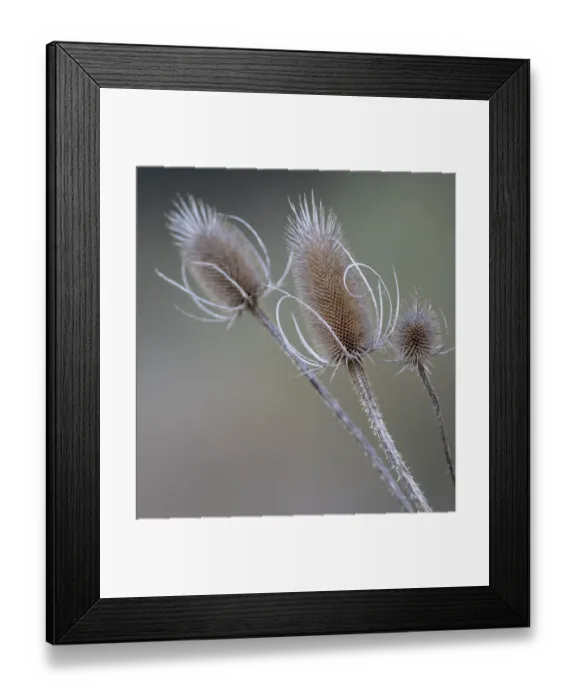 Framed Print : USA, Washington State, Palouse. Dried teasels Framed Print : USA, Washington State, Palouse. Dried teasels