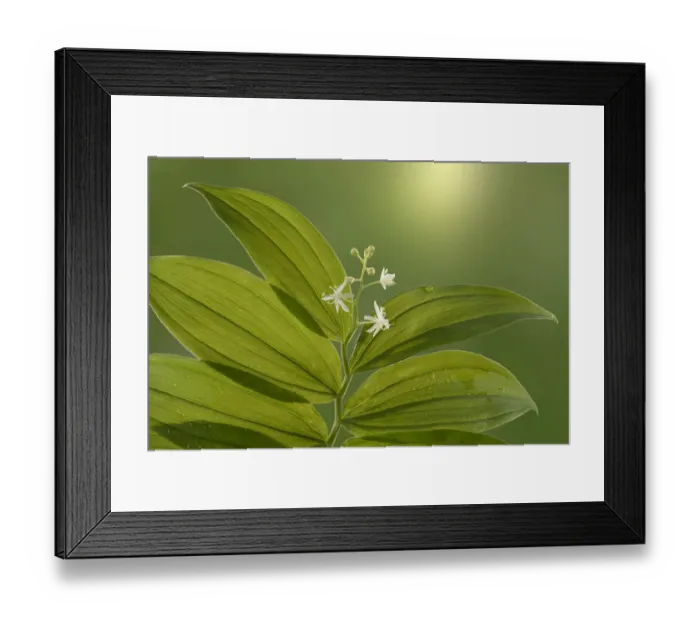 Framed Print : USA, Washington State, Seabeck. Starry Solomons seal leaves and flowers. Credit as Framed Print : USA, Washington State, Seabeck. Starry Solomons seal leaves and flowers. Credit as