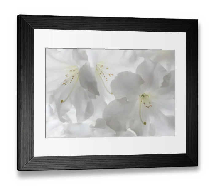 Framed Print : USA, Washington State, Seabeck. White rhododendron blossoms