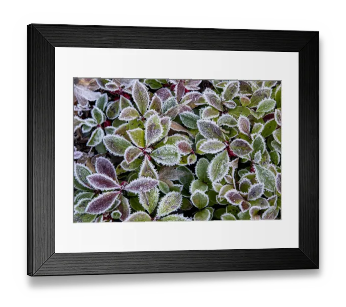 Framed Print : Barberry leaves frosted in reds and greens
