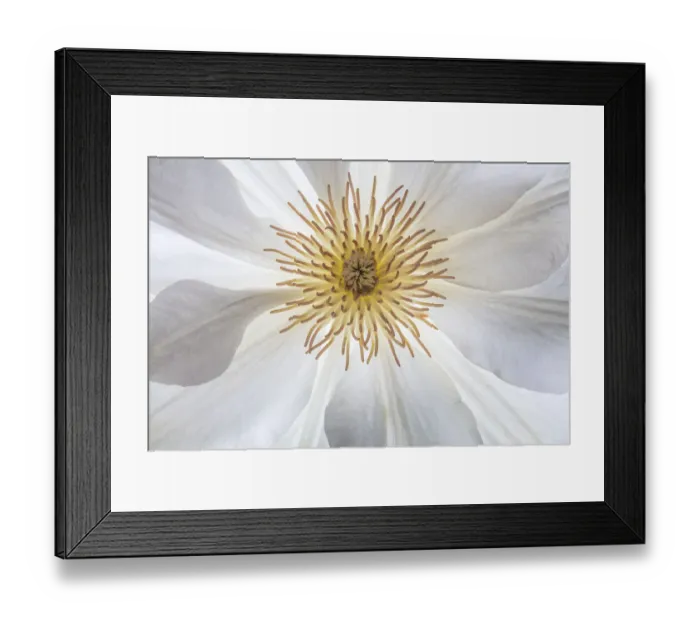 Framed Print : USA, Washington State, Seabeck. Clematis blossom close-up