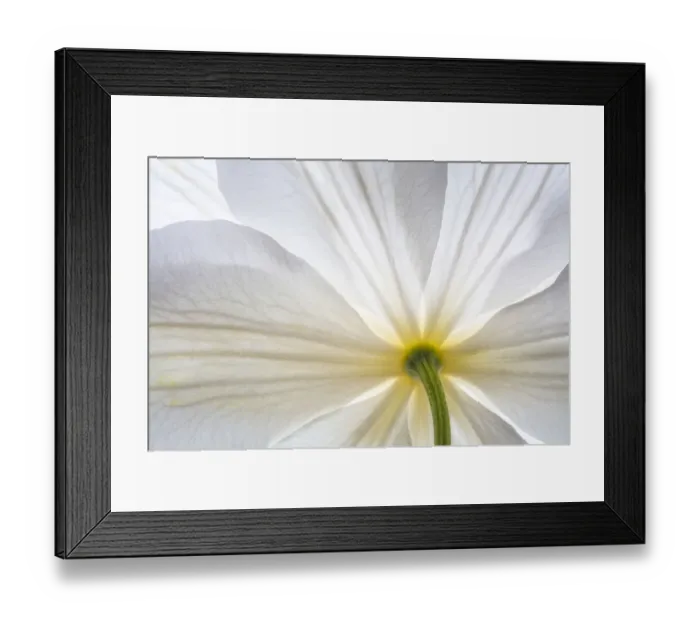 Framed Print : USA, Washington State, Seabeck. Clematis blossom close-up Framed Print : USA, Washington State, Seabeck. Clematis blossom close-up