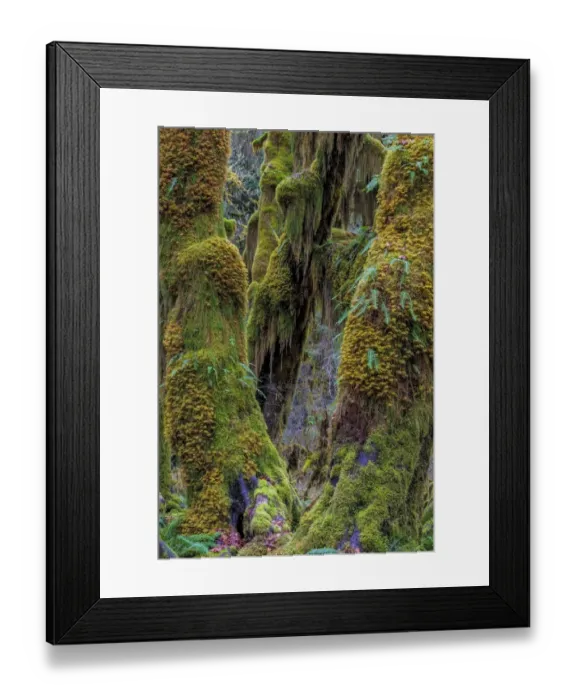 Framed Print : Hall of Mosses in the Hoh Rainforest of Olympic National Park, Washington State, USA Framed Print : Hall of Mosses in the Hoh Rainforest of Olympic National Park, Washington State, USA