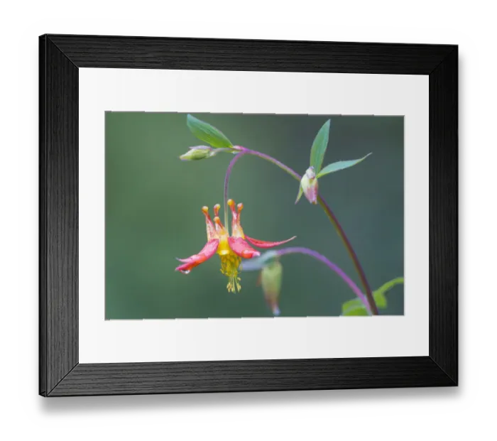 Framed Print : USA, Washington State. Native Red Columbine (Aquilegia formosa) flower in backyard garden, Kirkland Framed Print : USA, Washington State. Native Red Columbine (Aquilegia formosa) flower in backyard garden, Kirkland
