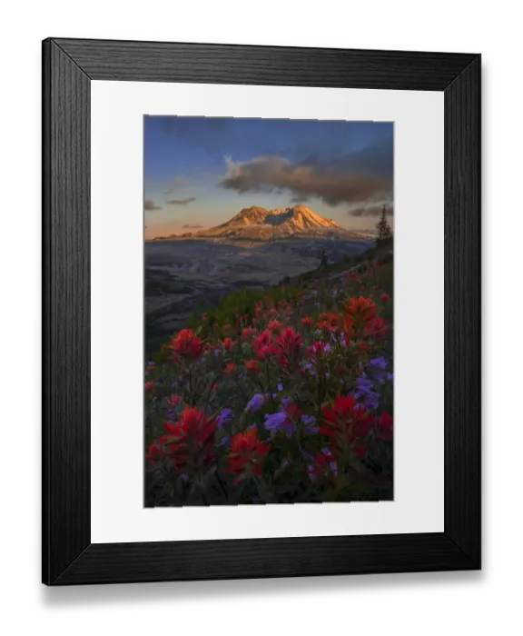 Framed Print : USA, Washington State. Paintbrush and Penstemon wildflowers at Mount St Framed Print : USA, Washington State. Paintbrush and Penstemon wildflowers at Mount St