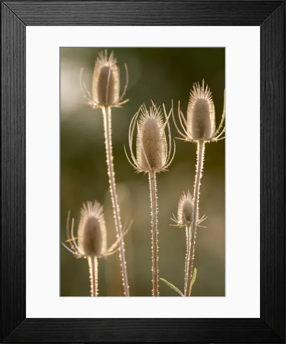 Framed Print : USA, Colfax, Washington State, Palouse region. Close-up of backlit teasels in the fall near Colfax