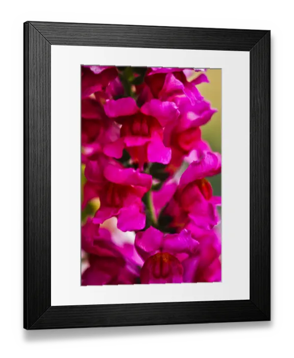 Framed Print : USA, Pennsylvania, Kennett Square. Snapdragon Framed Print : USA, Pennsylvania, Kennett Square. Snapdragon