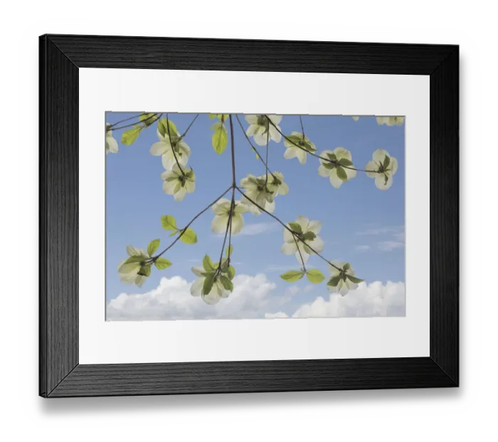 Framed Print : USA, Washington State, Gifford Pinchot National Forest. Pacific dogwood limbs and flowers