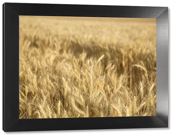 USA, Washington State, Palouse. Close-up of wheat
