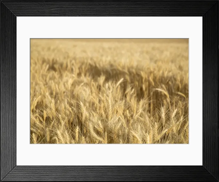 Framed Print : USA, Washington State, Palouse. Close-up of wheat Framed Print : USA, Washington State, Palouse. Close-up of wheat