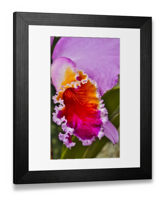 Framed Print : USA, Pennsylvania, Kennett Square. Orchid Framed Print : USA, Pennsylvania, Kennett Square. Orchid