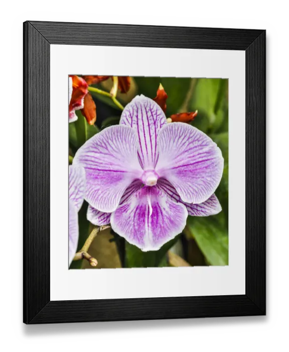 Framed Print : USA, Pennsylvania, Kennett Square. Orchid Framed Print : USA, Pennsylvania, Kennett Square. Orchid