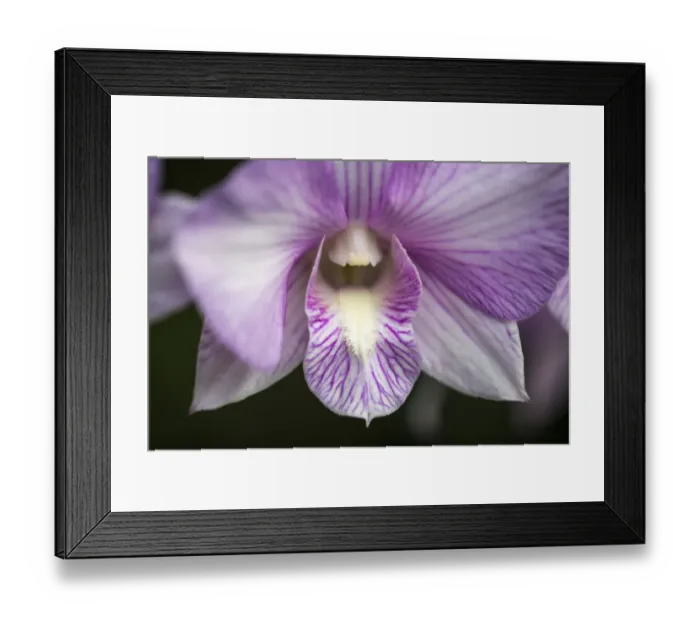 Framed Print : USA, Pennsylvania, Kennett Square. Orchid Framed Print : USA, Pennsylvania, Kennett Square. Orchid