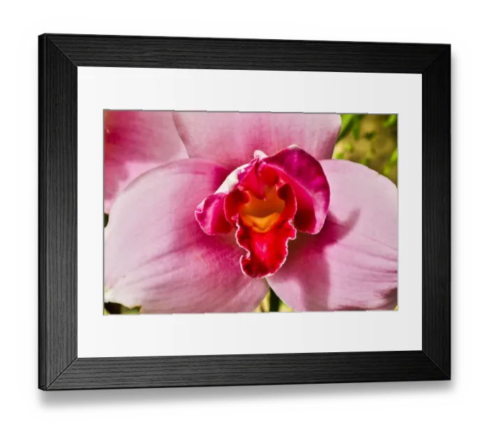 Framed Print : USA, Pennsylvania, Kennett Square. Orchid Framed Print : USA, Pennsylvania, Kennett Square. Orchid