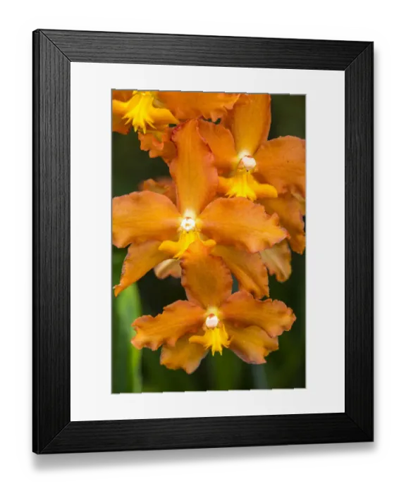 Framed Print : USA, Pennsylvania, Kennett Square. Orchid Framed Print : USA, Pennsylvania, Kennett Square. Orchid