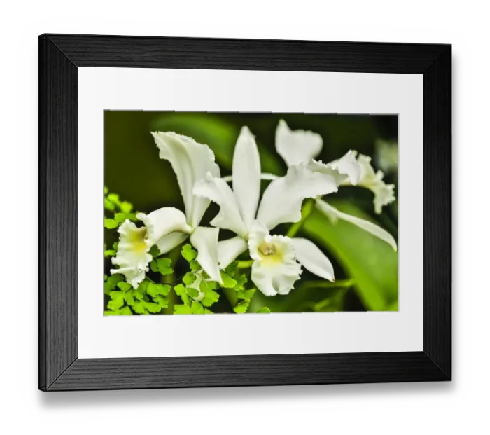 Framed Print : USA, Pennsylvania, Kennett Square. Orchid Framed Print : USA, Pennsylvania, Kennett Square. Orchid
