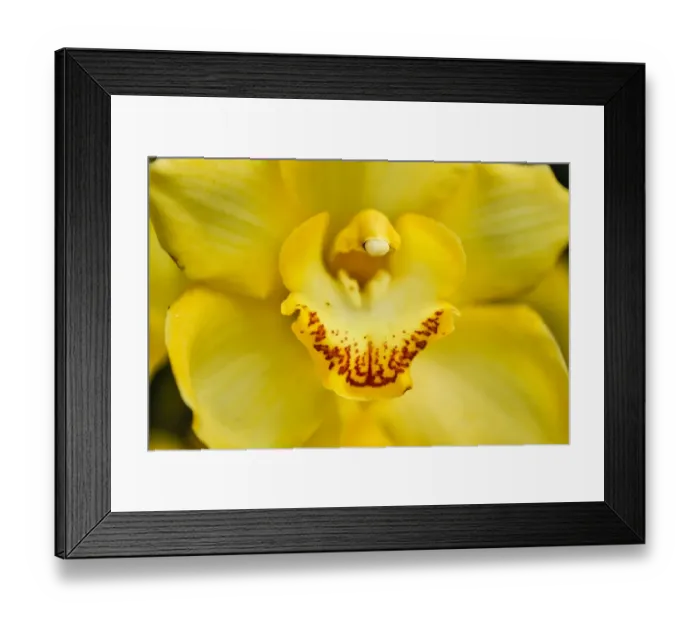 Framed Print : USA, Pennsylvania, Kennett Square. Orchid Framed Print : USA, Pennsylvania, Kennett Square. Orchid