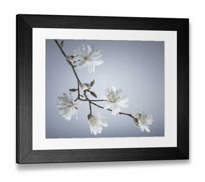 Framed Print : USA, Washington State, Seabeck. White magnolia flowers and branches Framed Print : USA, Washington State, Seabeck. White magnolia flowers and branches