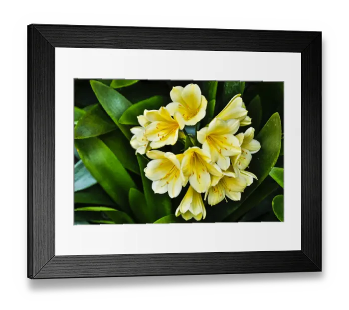 Framed Print : USA, Pennsylvania, Kennett Square. Clivia Framed Print : USA, Pennsylvania, Kennett Square. Clivia