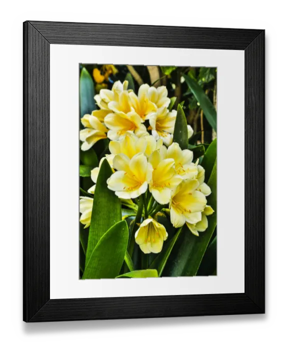 Framed Print : USA, Pennsylvania, Kennett Square. Clivia Framed Print : USA, Pennsylvania, Kennett Square. Clivia