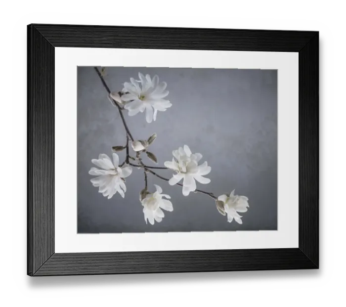 Framed Print : USA, Washington State, Seabeck. White magnolia flowers and branches Framed Print : USA, Washington State, Seabeck. White magnolia flowers and branches