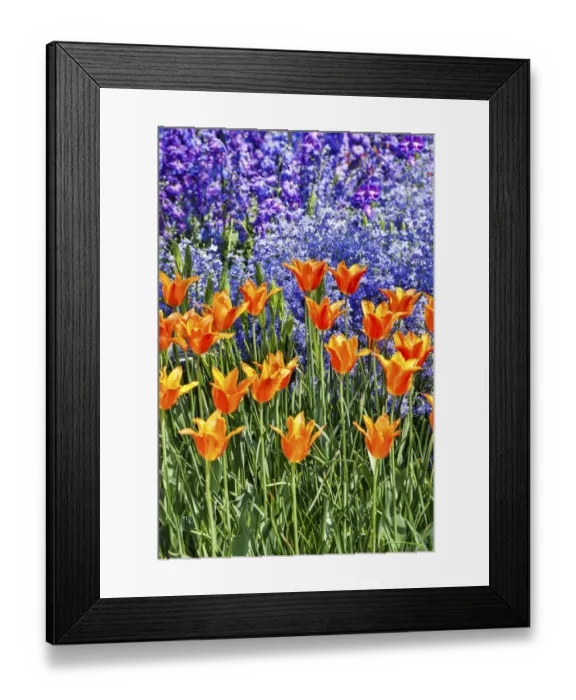 Framed Print : USA, Pennsylvania, Kennett Square. Quamash and tulips Framed Print : USA, Pennsylvania, Kennett Square. Quamash and tulips