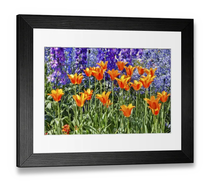 Framed Print : USA, Pennsylvania, Kennett Square. Quamash and tulips