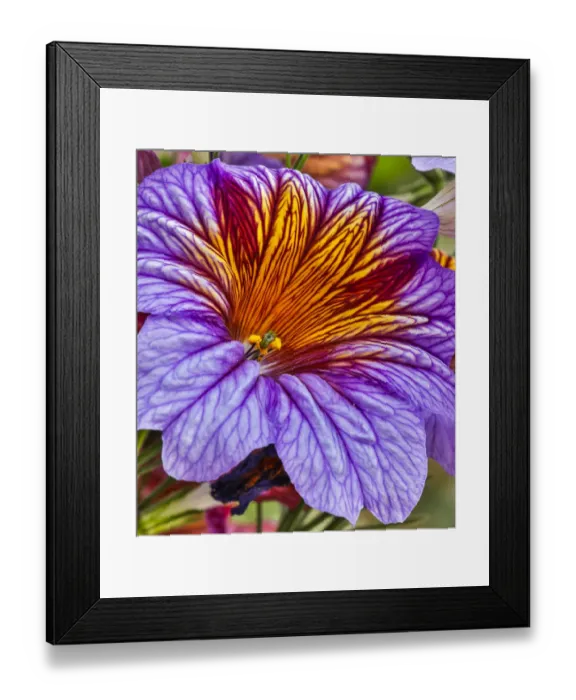 Framed Print : USA, Pennsylvania, Kennett Square. Painted tongue blossom Framed Print : USA, Pennsylvania, Kennett Square. Painted tongue blossom