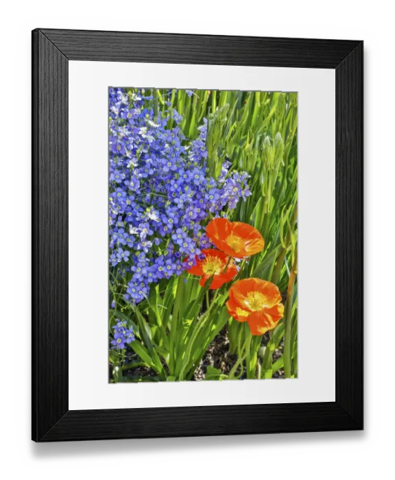 Framed Print : USA, Pennsylvania, Kennett Square. Quamash and tulips