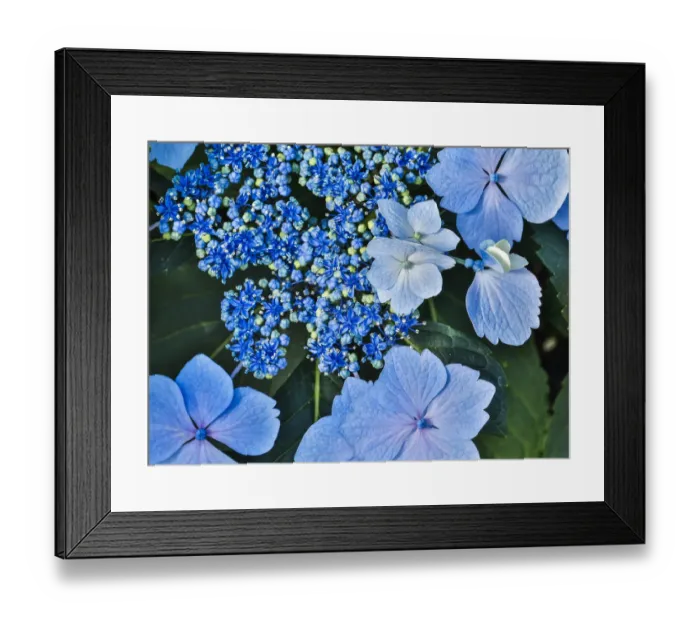 Framed Print : USA, Pennsylvania, Kennett Square. Hydrangea