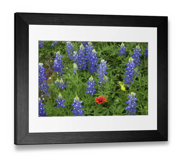 Framed Print : Texas Hill Country wildflowers, along the 16-mile Willow City Loop between Fredericksburg Framed Print : Texas Hill Country wildflowers, along the 16-mile Willow City Loop between Fredericksburg