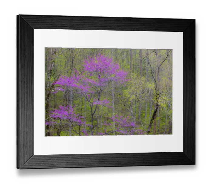 Framed Print : Rosebud tree in bloom in hardwood forest Framed Print : Rosebud tree in bloom in hardwood forest