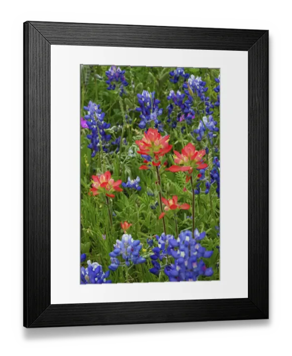 Framed Print : Texas Hill Country wildflowers, along the 16-mile Willow City Loop between Fredericksburg Framed Print : Texas Hill Country wildflowers, along the 16-mile Willow City Loop between Fredericksburg
