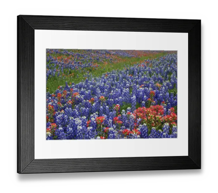 Framed Print : Texas Hill Country wildflowers, along the 16-mile Willow City Loop between Fredericksburg
