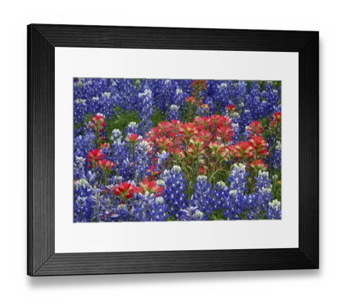Framed Print : Texas Hill Country wildflowers, along the 16-mile Willow City Loop between Fredericksburg and Llano Framed Print : Texas Hill Country wildflowers, along the 16-mile Willow City Loop between Fredericksburg and Llano