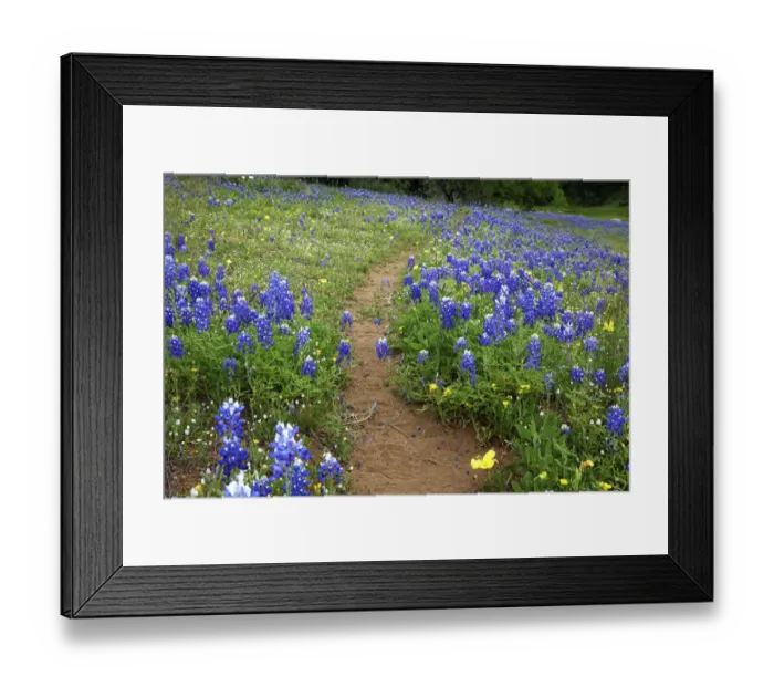 Framed Print : Texas Hill Country wildflowers, along the 16-mile Willow City Loop between Fredericksburg Framed Print : Texas Hill Country wildflowers, along the 16-mile Willow City Loop between Fredericksburg
