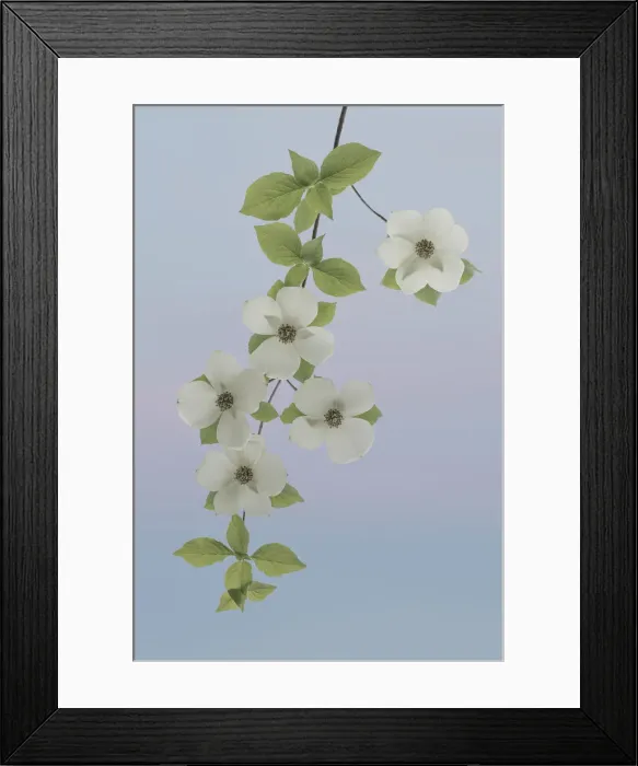 Framed Print : USA, Washington State, Gifford Pinchot National Forest. Pacific dogwood limbs and flowers Framed Print : USA, Washington State, Gifford Pinchot National Forest. Pacific dogwood limbs and flowers