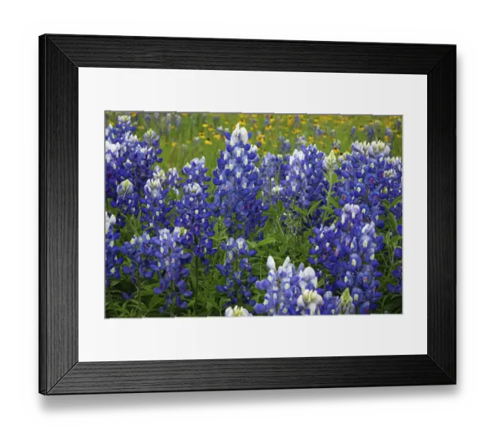 Framed Print : Texas Hill Country wildflowers, along the 16-mile Willow City Loop between Fredericksburg and Llano Framed Print : Texas Hill Country wildflowers, along the 16-mile Willow City Loop between Fredericksburg and Llano