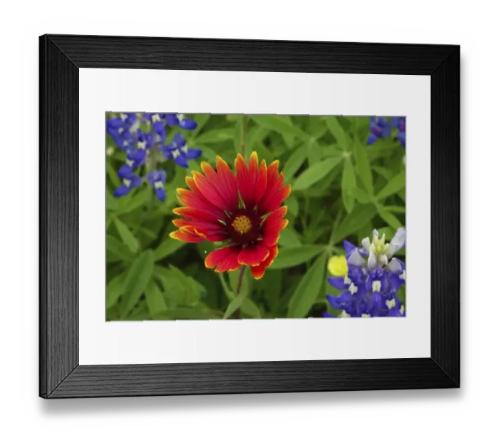 Framed Print : Texas Hill Country wildflowers, along the 16-mile Willow City Loop between Fredericksburg and Llano Framed Print : Texas Hill Country wildflowers, along the 16-mile Willow City Loop between Fredericksburg and Llano