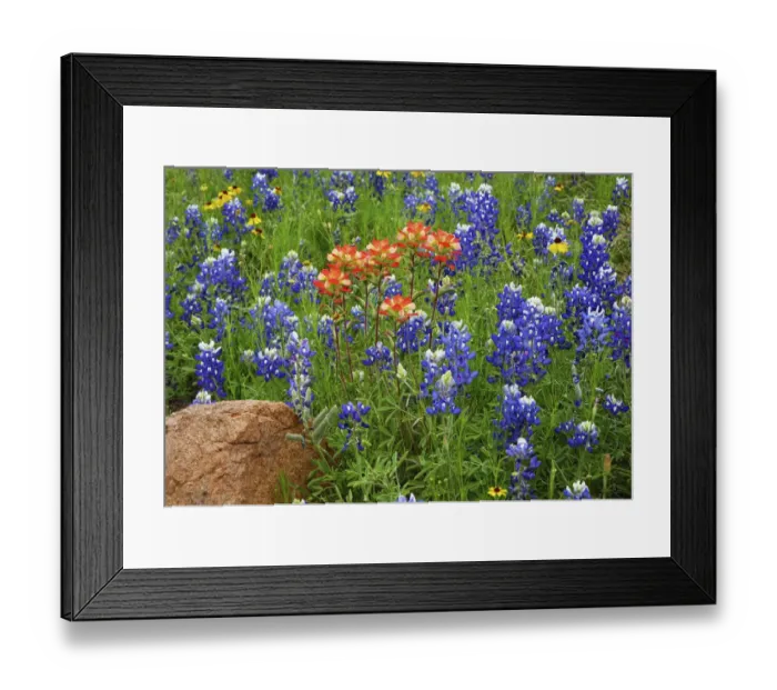 Framed Print : Texas Hill Country wildflowers, along the 16-mile Willow City Loop between Fredericksburg and Llano Framed Print : Texas Hill Country wildflowers, along the 16-mile Willow City Loop between Fredericksburg and Llano
