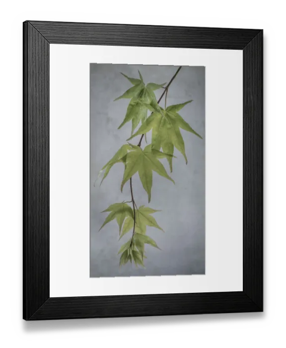 Framed Print : USA, Washington State, Seabeck. Japanese maple tree branch close-up