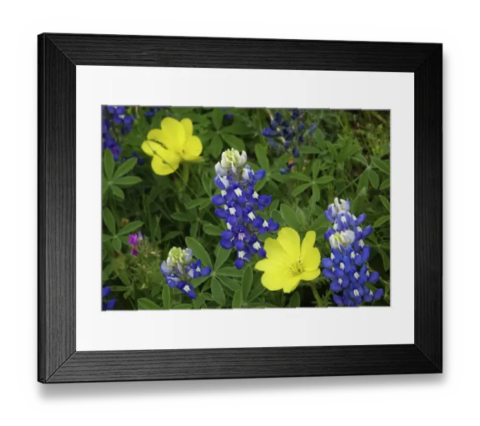 Framed Print : Texas Hill Country wildflowers, along the 16-mile Willow City Loop between Fredericksburg and Llano Framed Print : Texas Hill Country wildflowers, along the 16-mile Willow City Loop between Fredericksburg and Llano