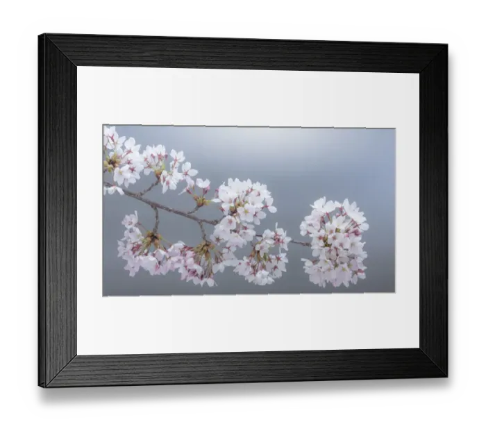 Framed Print : USA, Washington State, Seabeck. Close-up of cherry blossoms on limb