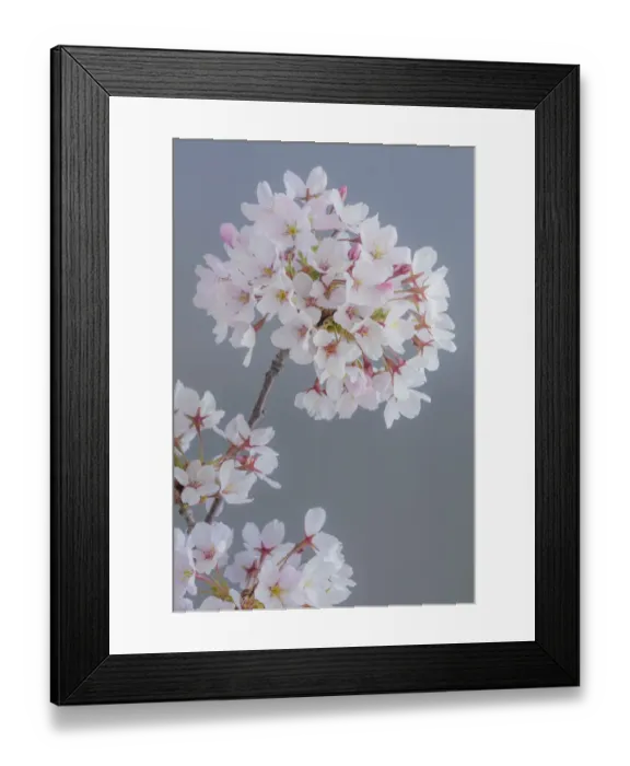 Framed Print : USA, Washington State, Seabeck. Close-up of cherry blossoms on limb Framed Print : USA, Washington State, Seabeck. Close-up of cherry blossoms on limb