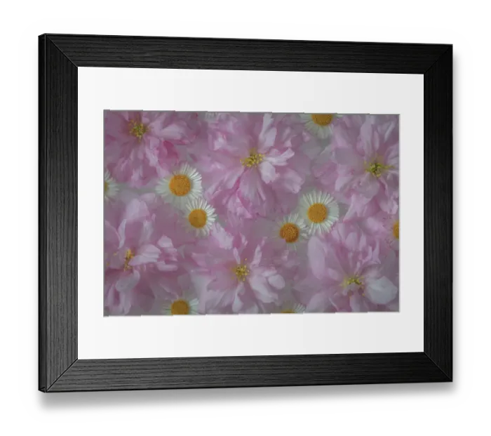 Framed Print : USA, Washington State, Seabeck. Ornamental cherry blossoms and Santa Barbara daisies Framed Print : USA, Washington State, Seabeck. Ornamental cherry blossoms and Santa Barbara daisies