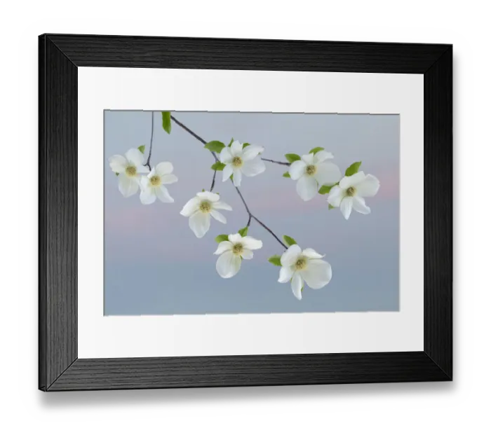 Framed Print : USA, Washington State, Seabeck. Pacific dogwood blossoms close-up