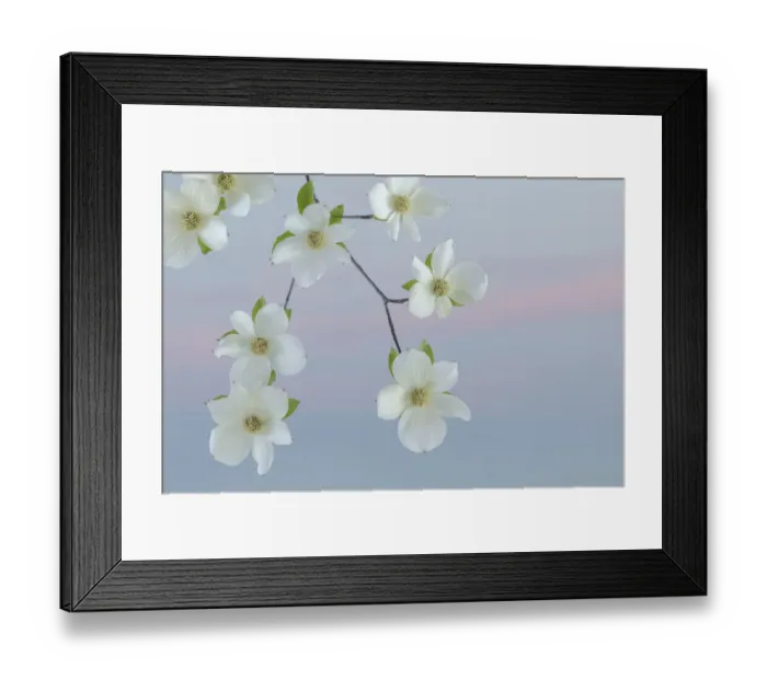 Framed Print : USA, Washington State, Seabeck. Pacific dogwood blossoms close-up Framed Print : USA, Washington State, Seabeck. Pacific dogwood blossoms close-up