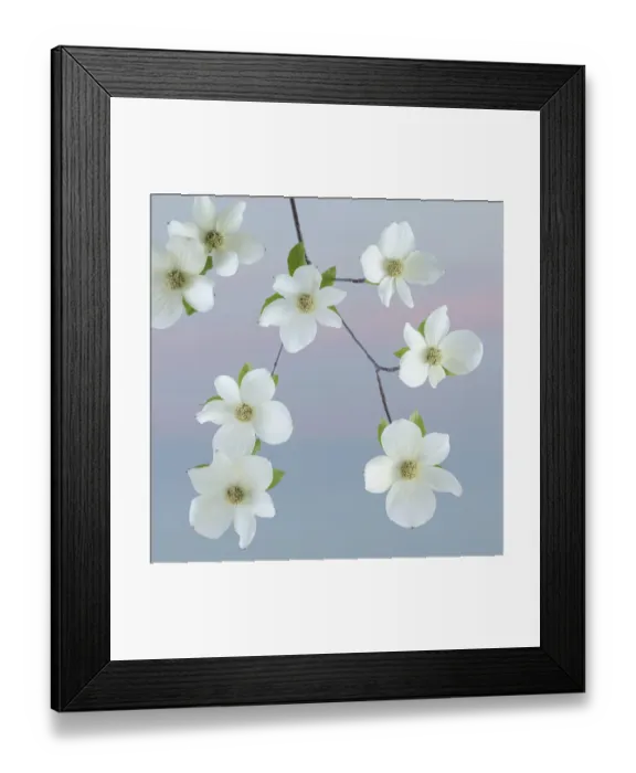 Framed Print : USA, Washington State, Seabeck. Pacific dogwood blossoms close-up Framed Print : USA, Washington State, Seabeck. Pacific dogwood blossoms close-up