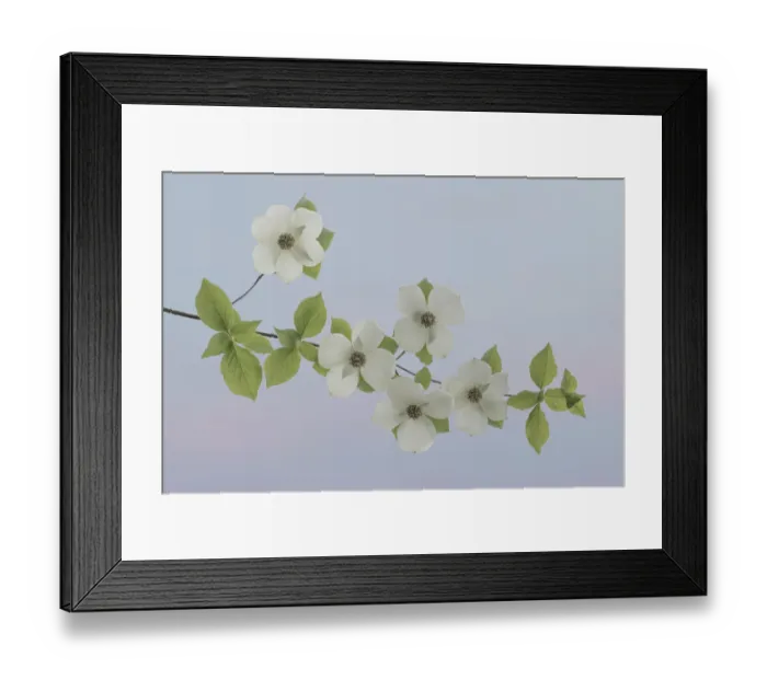 Framed Print : USA, Washington State, Gifford Pinchot National Forest. Pacific dogwood limbs and flowers