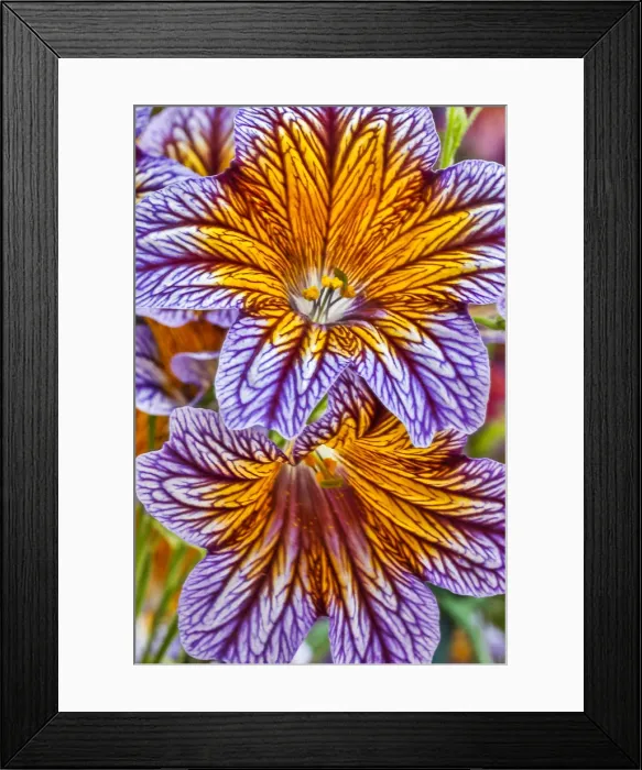 Framed Print : USA, Pennsylvania, Kennett Square. Painted tongue blossoms Framed Print : USA, Pennsylvania, Kennett Square. Painted tongue blossoms